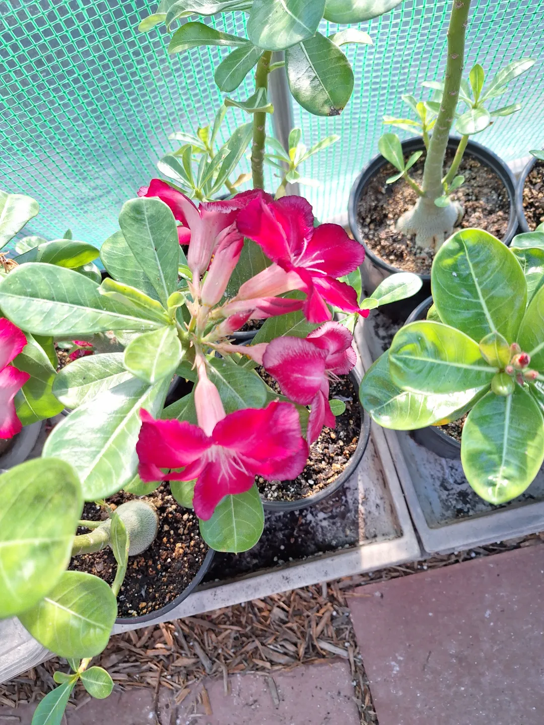 desert rose in bloom