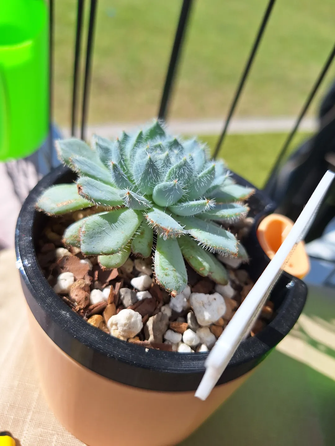 Mexican Firecracker Succulent