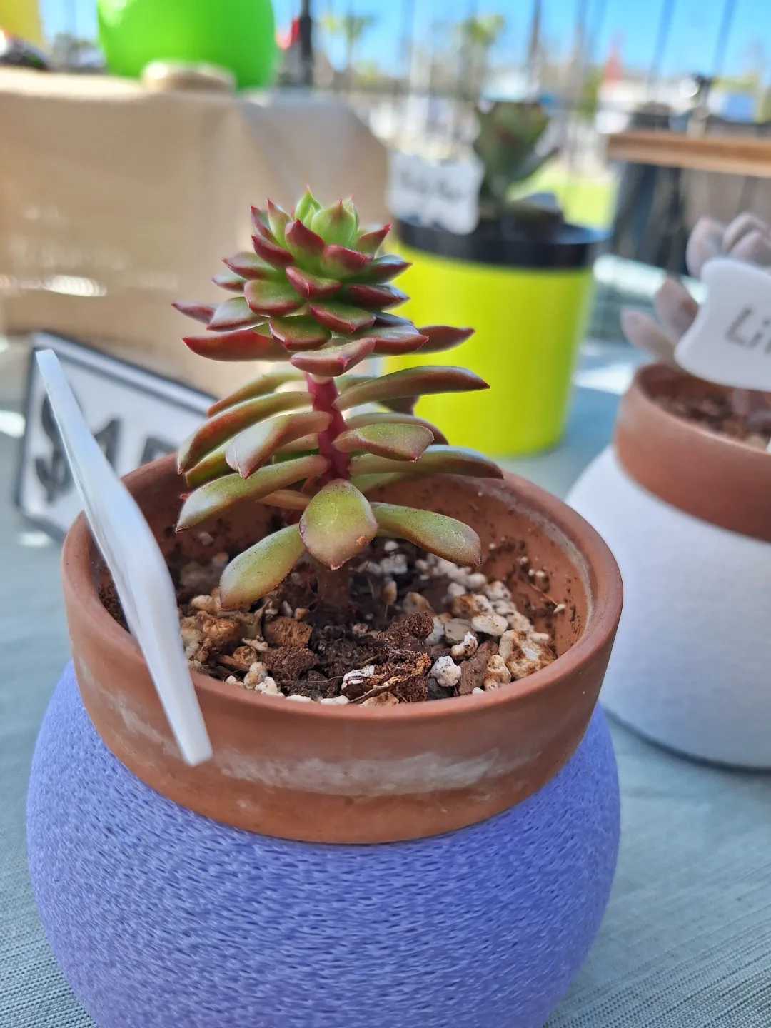 Lovely sweet succulents