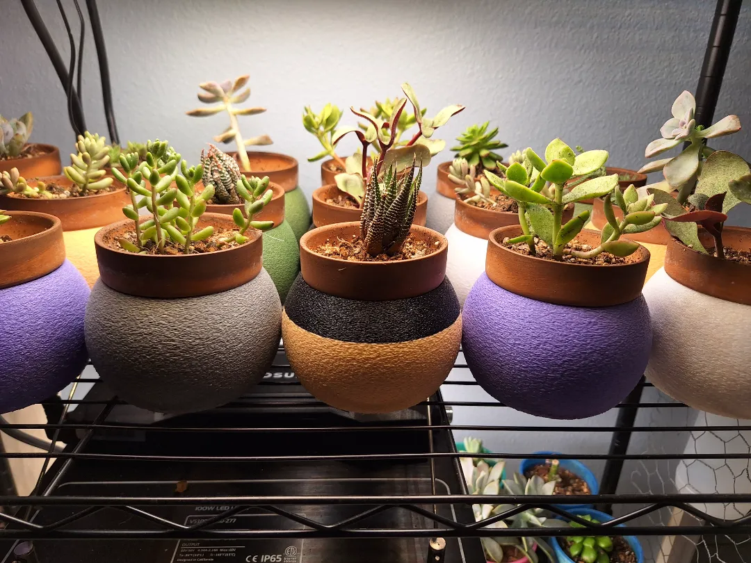 growing succulents
